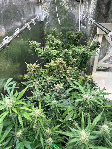 Growreport Bild 75