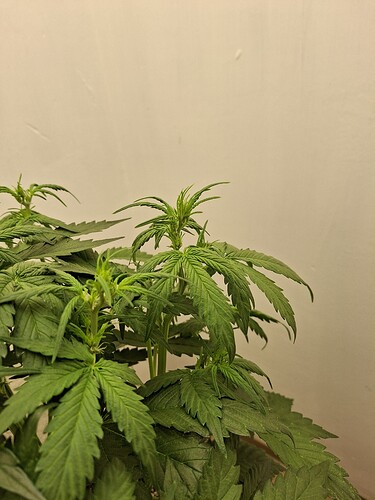 Growreport Bild 73