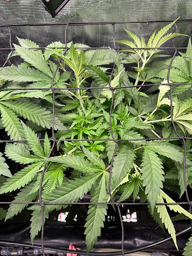 Growreport Bild 45