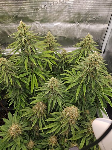 Growreport Bild 26