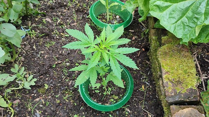 Screenshot 2024-06-18 145414