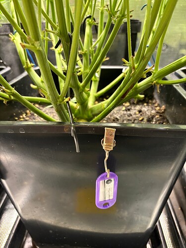 Growreport Bild 14