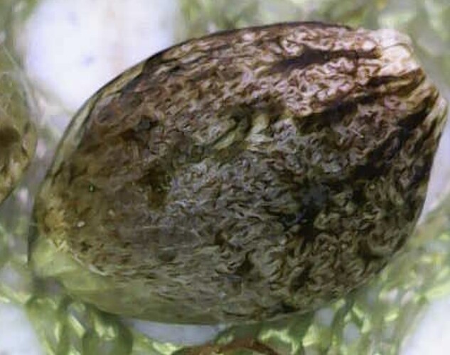 Image_2025-04-10 10_06_16_288