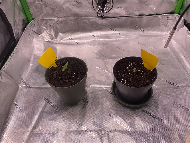Growreport Bild 3