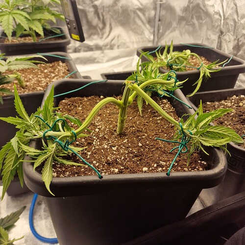 Growreport Bild 12