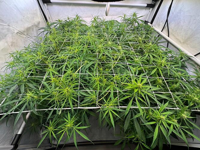 Growreport Bild 1