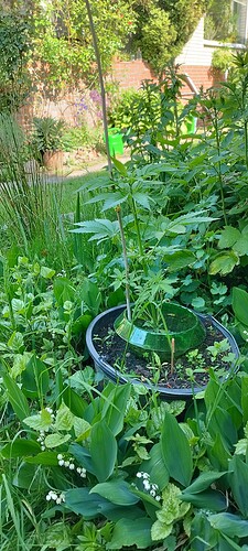 Growreport Bild 19