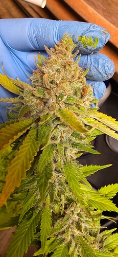 Growreport Bild 5