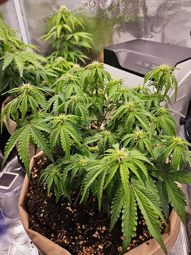 Growreport Bild 63