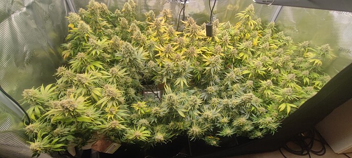 Growreport Bild 15