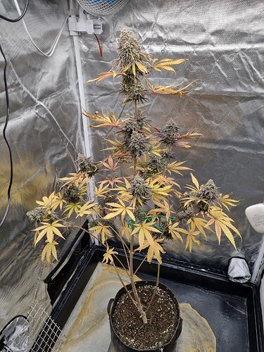 Eine blühende Cannabispflanze in einem Zelt mit gelben und violetten Blättern und dichten Blütenständen.