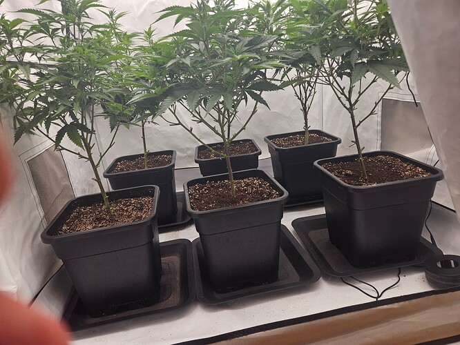 Growreport Bild 3