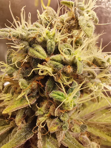 Growreport Bild 9