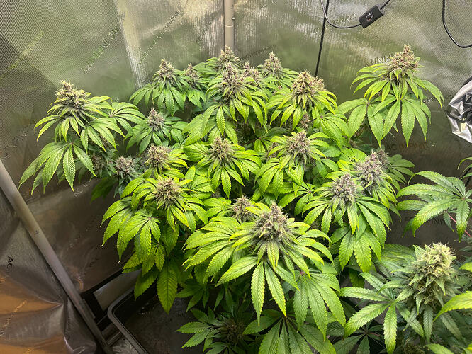 Growreport Bild 3