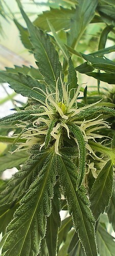 Growreport Bild 12