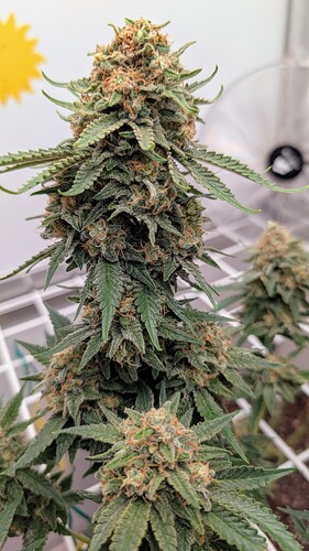 Growreport Bild 5