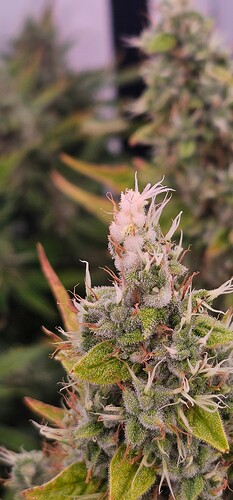 Growreport Bild 3