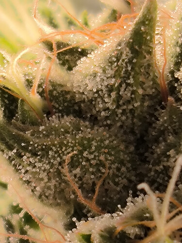 Growreport Bild 3