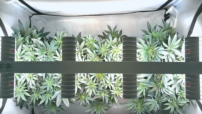 Growreport Bild 4