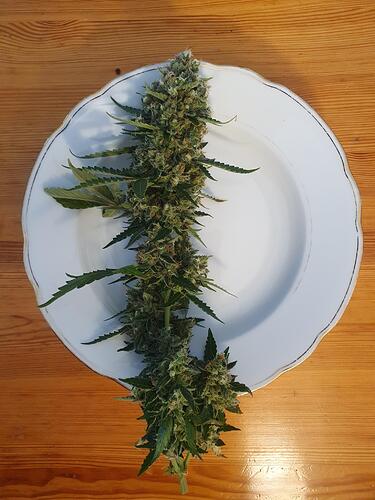 Growreport Bild 17