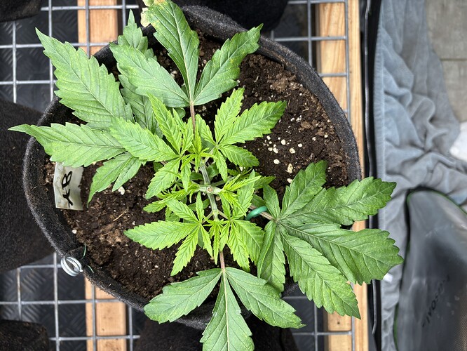 Growreport Bild 4