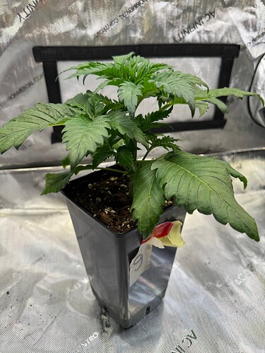 Growreport Bild 31
