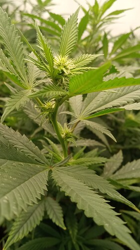 Growreport Bild 11