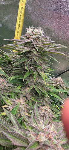 Growreport Bild 64