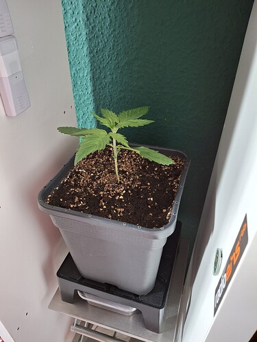 Growreport Bild 3