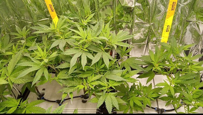 Screenshot_20250404_100923