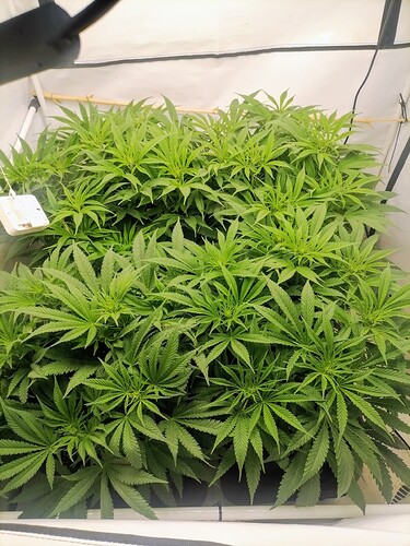Growreport Bild 4
