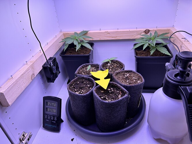 Sechs Cannabis-Sämlinge in einem Grow-Schrank, zwei in eckigen Töpfen hinten und vier in kleinen Stofftöpfen vorne, mit einem Hygrometer und einer Sprühflasche.