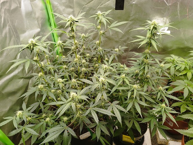Zwei Cannabispflanzen in einem Zelt, die sich in der Blütephase befinden. Die linke Pflanze ist größer und hat mehr Blütenansätze als die rechte. Beide Pflanzen stehen in dunklen Töpfen.