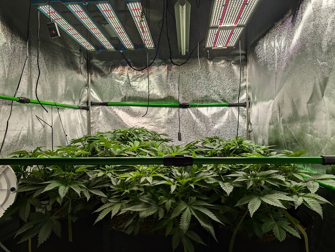 Growreport Bild 5