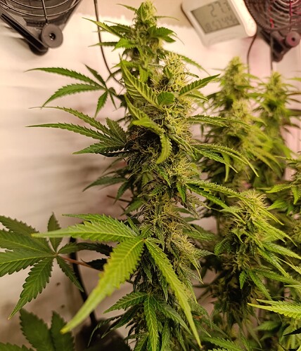 Growreport Bild 6