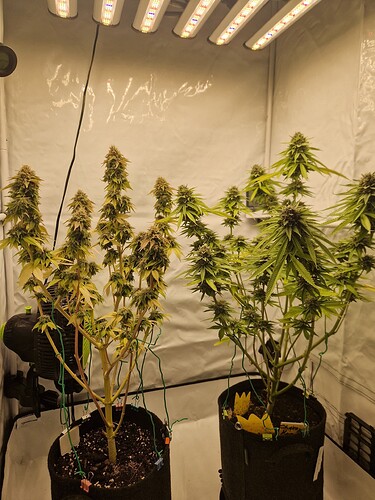 Growreport Bild 2