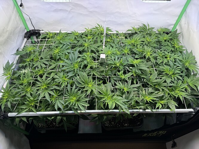 Growreport Bild 13