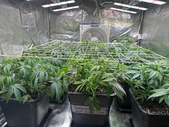 Growreport Bild 62