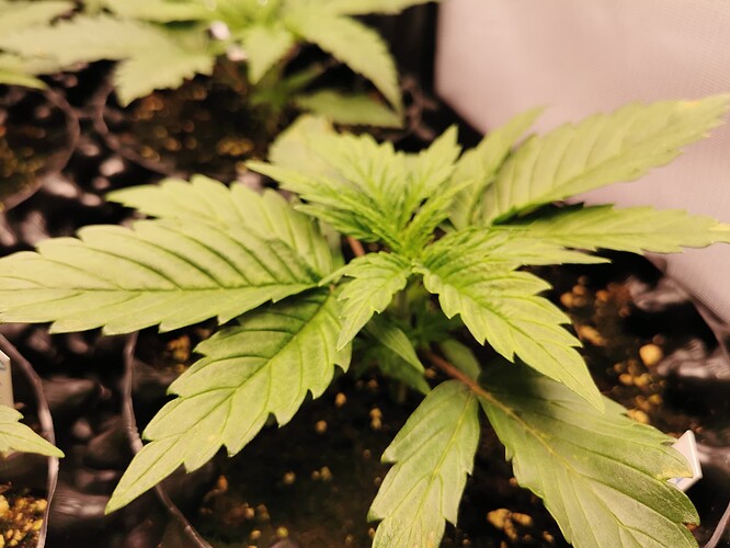 Growreport Bild 5