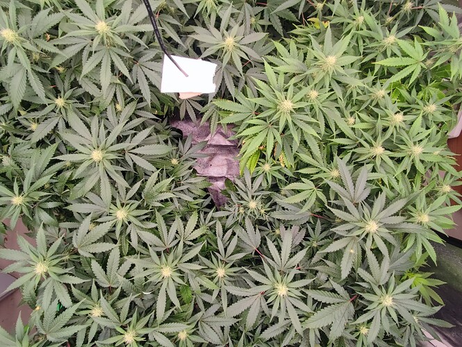 Growreport Bild 37
