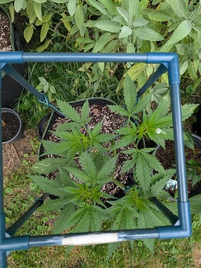 PXL_20250706_053126244