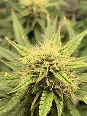 Growreport Bild 5