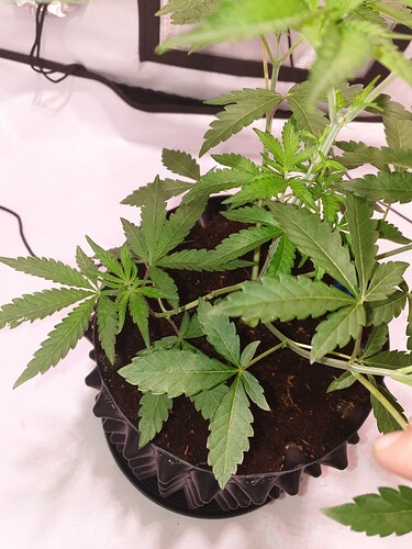 Growreport Bild 5