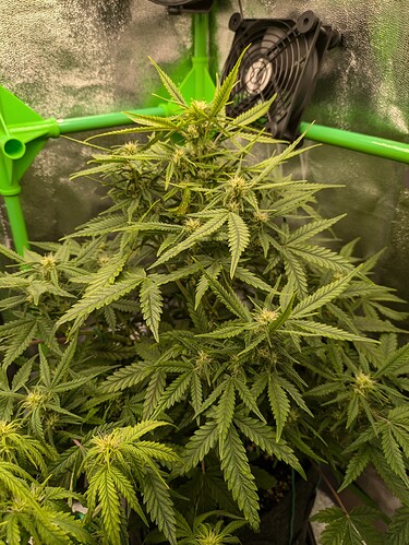 Growreport Bild 20