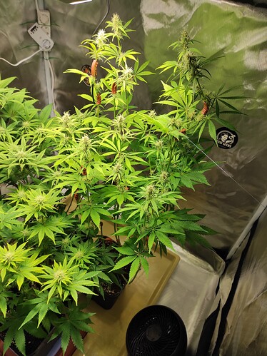 Growreport Bild 4