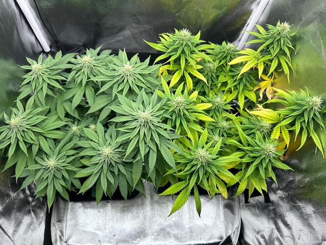 Growreport Bild 20