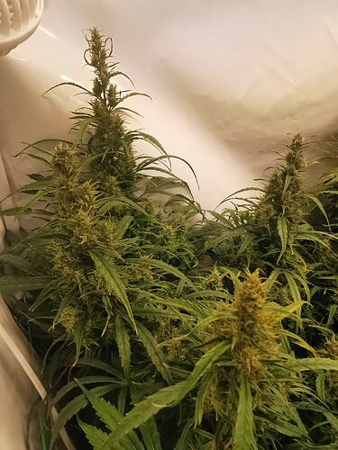 Growreport Bild 3