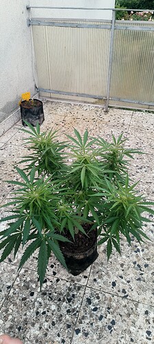 Growreport Bild 27