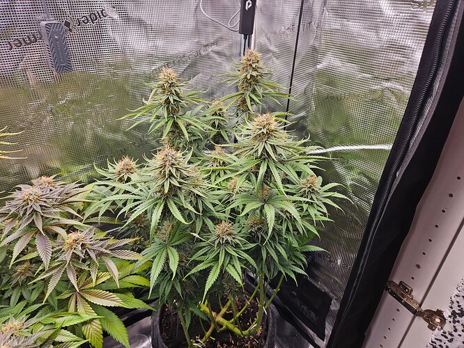 Growreport Bild 16