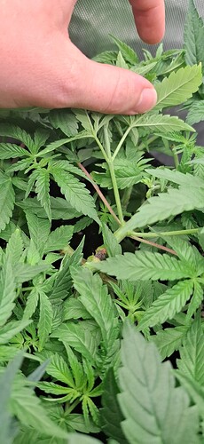Growreport Bild 5